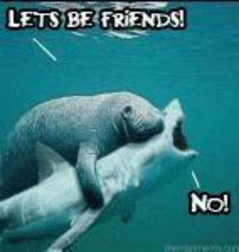 Stop being grumpy shark | Foto di animali buffi, Animali divertenti ...