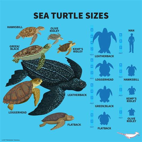 Quelonios de la Península Ibérica: TORTUGAS MARINAS. Volumen 3.