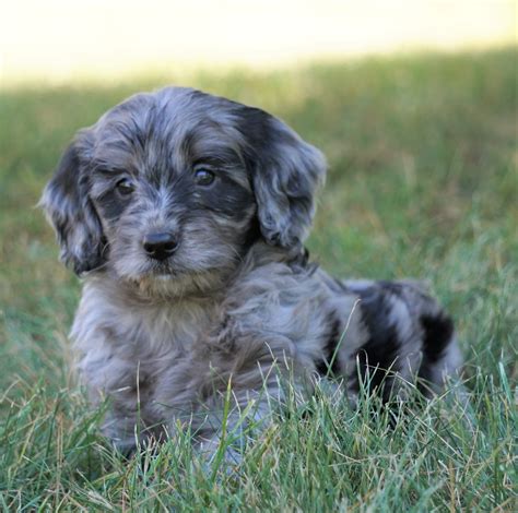 Mini F1B Goldendoodle *BLUE MERLE* For Sale Sugarcreek, OH Male- Buddy – AC Puppies LLC