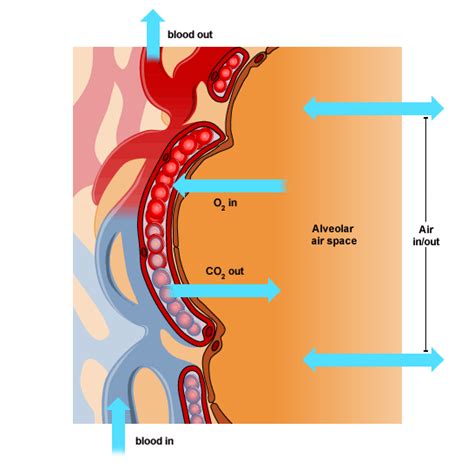 BBC - Standard Grade Bitesize Biology - Cells and diffusion : Revision, Page 3