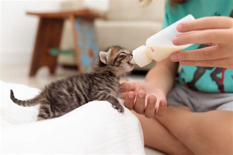 Easy Ways To Feed Your Kitten The Right Foods - itcgap