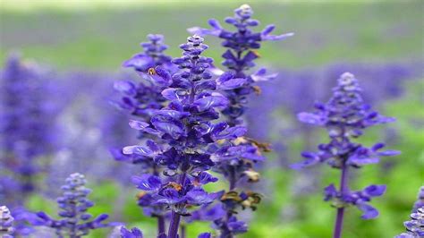 Beautiful Lavender - Flowers Photo (34658217) - Fanpop