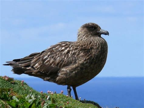 Great Skua - BirdForum Opus | BirdForum