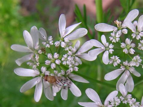 Australian Apiaceae