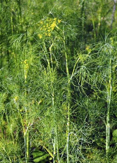 Dill - Local Seeds