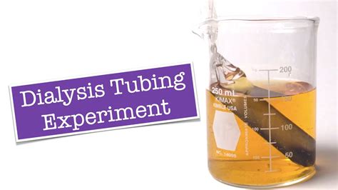 Dialysis Tubing Experiment - YouTube