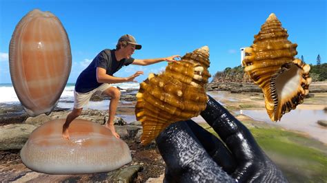 THE BEST BEACH FOR SEASHELLS IN AUSTRALIA! Beach Combing For Rare ...