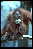 New Orleans Zoo--Orangutans
