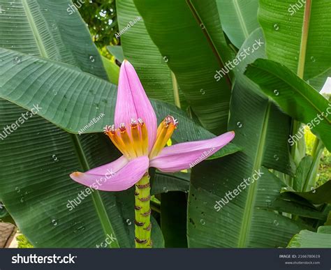 94,379 Banana Tree With Flower Images, Stock Photos & Vectors ...