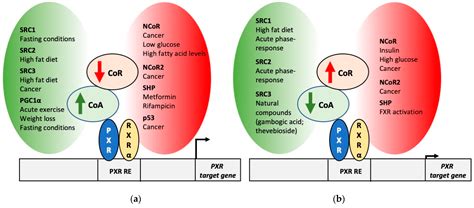 Cells | Free Full-Text | Regulation of PXR Function by Coactivator and ...