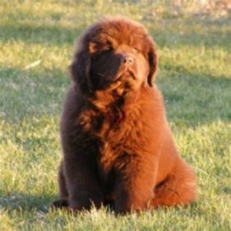 Johnson Farms, Newfoundland Dog Breeder in Lyndonville, New York