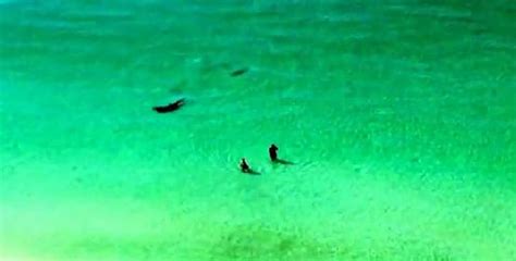 Giant Hammerhead Shark Attacks Stingray Next To Swimmers [VIDEO]