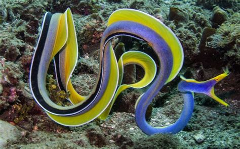Life under the blue water : The ribbon eel - an elegant sea creature