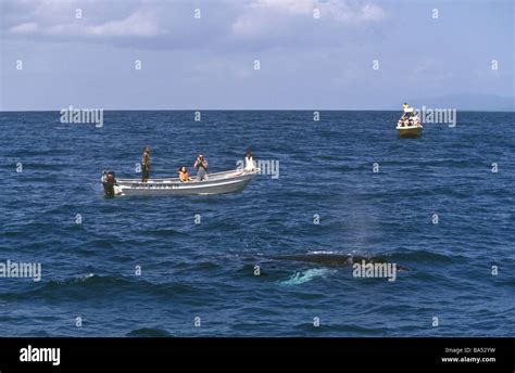 Whale Watching Samana Bay Stock Photo - Alamy