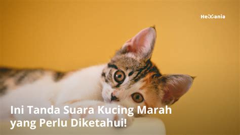 Ini Tanda Suara Kucing Marah yang Perlu Kamu Perhatikan! - Hewania