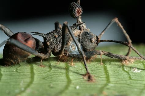 "Zombie-Ant" Fungus Under Attack — Penn State College of Agricultural ...