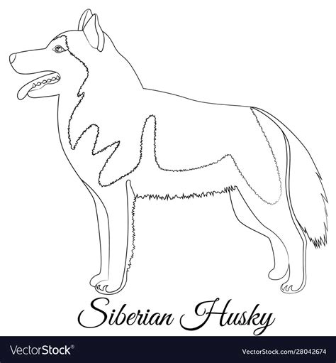 Siberian husky dog outline Royalty Free Vector Image