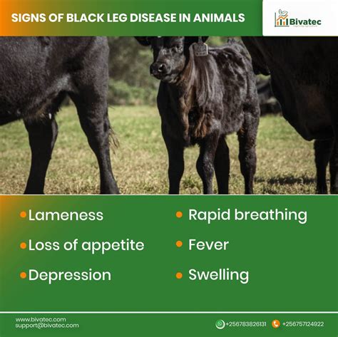 Understanding the Blackleg and Tetanus Diseases in Livestock.