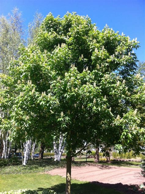 Aesculus glabra | Ohio Buckeye | Jim Whiting Nursery