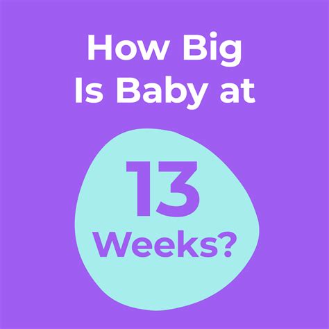 How Big Is Your Baby at Week 13? - Video