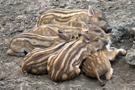 Almost offed by a gaggle of piglets! | CycleChat Cycling Forum