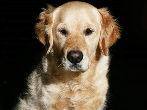 Golden Retriever Puppies Wallpaper Desktop - WallpaperSafari