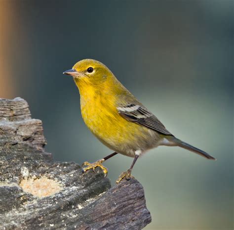 Photo Feature: Pine Warbler - FeederWatch