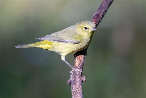 Orange-crowned Warbler | San Diego Bird Spot