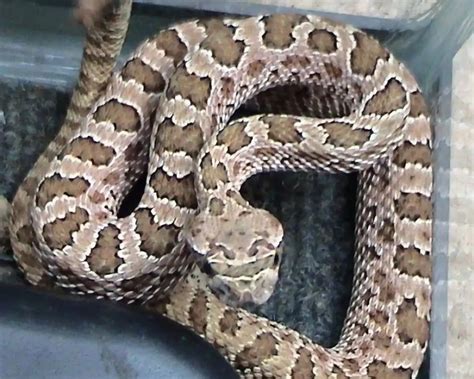 Crotalus viridis nuntius - Facts, Diet, Habitat & Pictures on Animalia.bio