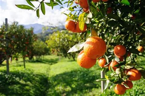 orange tree diseases - DIY Gardens