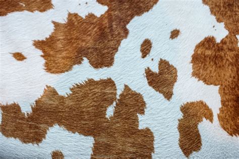 Brown And White Cow Hide Stock Photo - Download Image Now - iStock