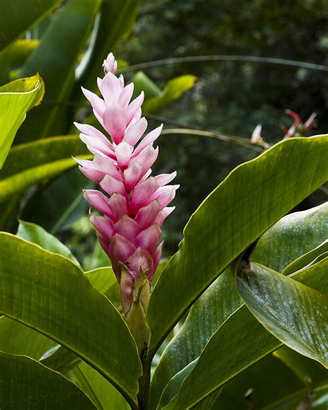 Hawaii Flora 10 Photograph by Charlie Osborn