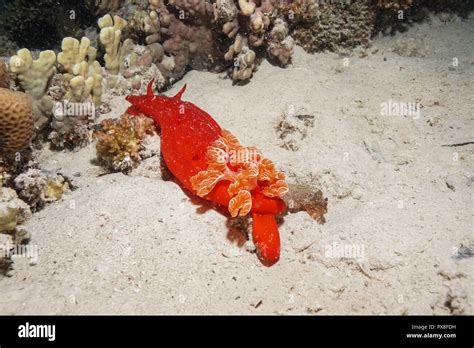 Spanish dancer fish at the Red Sea Stock Photo - Alamy