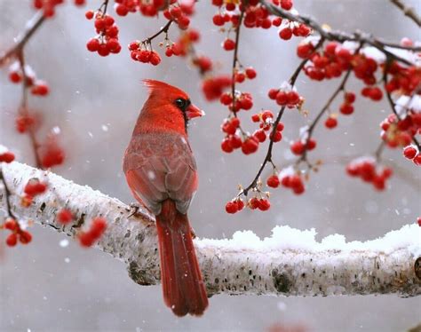 Why Do Cardinals Come Out in the Snow? - Birdwatching Buzz