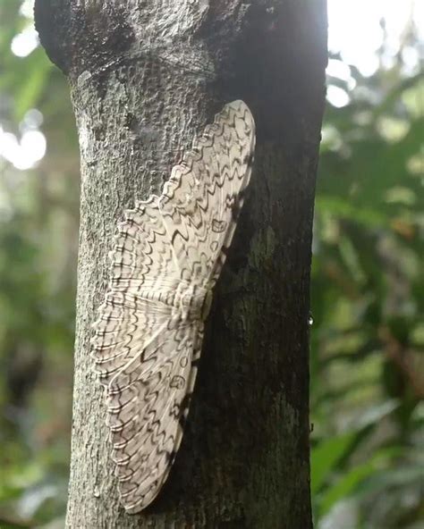 The Widest Insect in the World: The White Witch Moth | The Widest ...