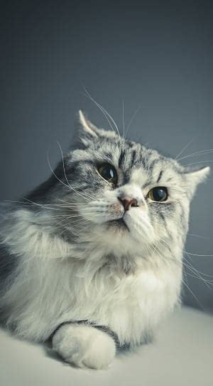 gray persian cat free image | Peakpx
