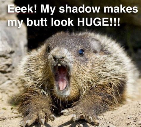 he saw his shadow,oh noooos | Groundhog pictures, Happy groundhog day, Groundhog day