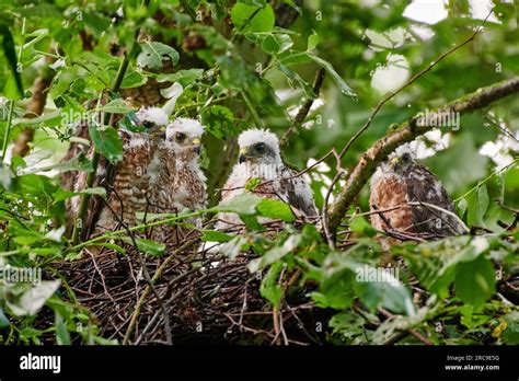 Sperber (Accipiter nisus) Jungvoegel im Nest, Heinsberg, Nordrhein-Westfalen, Deutschland ...