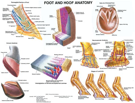 Foot and Hoof Anatomy Chart-www.hoofprints.com