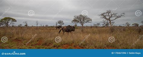 Sodwana Bay National Park stock photo. Image of national - 170467396