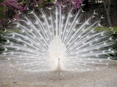 Two White Peafowl Chicks for sale - Cranes & Peafowl Peacock : : White Peafowl