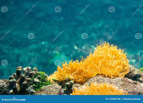 Yellow Coral. Beautiful Seawater Aquarium Stock Photo - Image of anemone, deep: 125049748