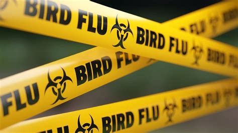 Bird Flu Outbreak | Un Agencies Warn of Risk to Humans: Why Doesn’t ...