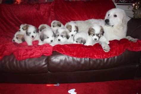 KC REGISTERED PEDIGREE PYRENEAN MOUNTAIN DOG PUPPIES FOR SALE. | in Hyde, Manchester | Gumtree