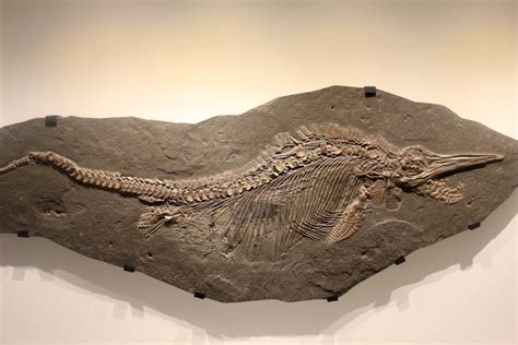 Ichthyosaur Stenopterygius image - Free stock photo - Public Domain ...