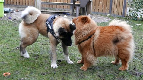 Akita vs Chow Chow - YouTube