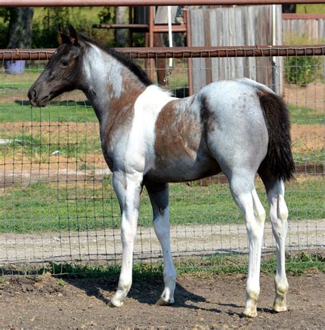 This little foal looks like a combination of a blue roan, a red roan, a ...