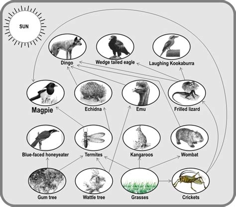 Habitat and Diet - The echidna(mother of monsters)