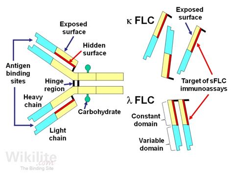 Kappa Lambda Quant Free Light Chain Ratio | Shelly Lighting