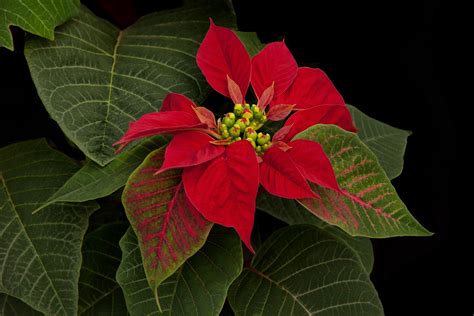 Christmas Rose - Christmas Rose is a variety of Poinsettias | Christmas ...